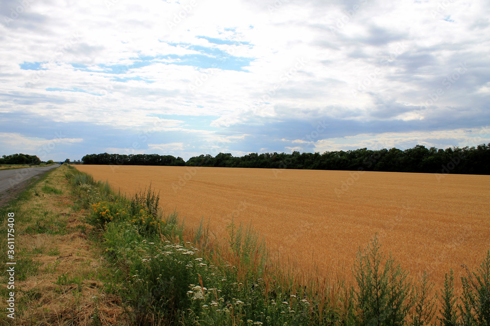 Fototapeta premium field of wheat