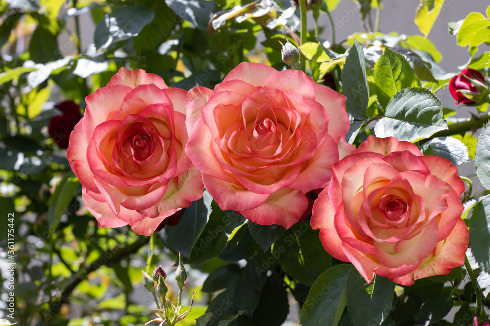 image of beautiful rose flowers in the garden close-up image of beautiful rose flowers in the garden close-up