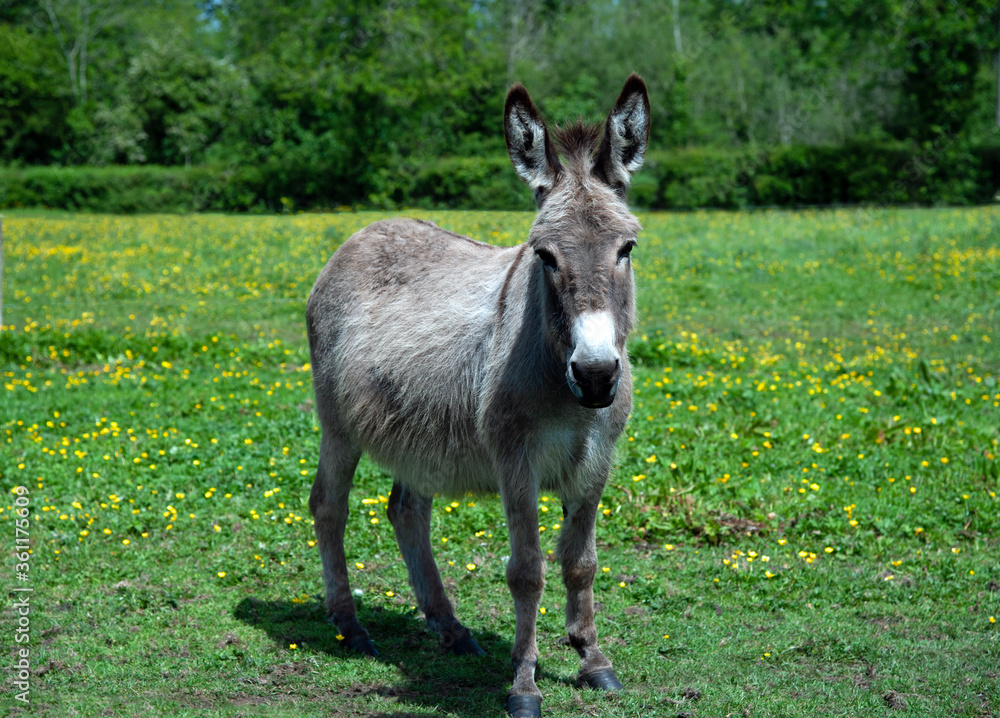 Donkey on a meadow on a summertime Donkey on a meadow on a summertime