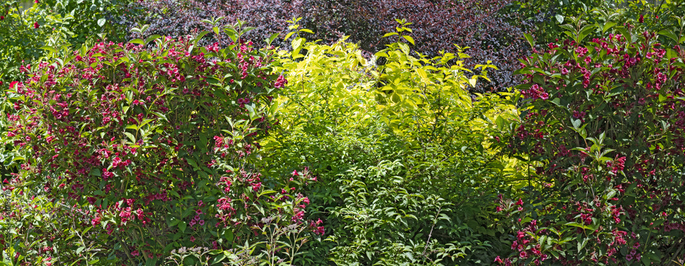 image of beautiful flowers in the summer garden image of beautiful flowers in the summer garden