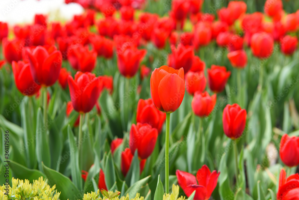 Red Tulips with Daisies.