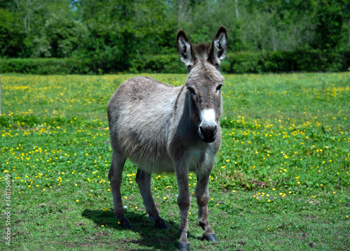 Donkey on a meadow on a summertime