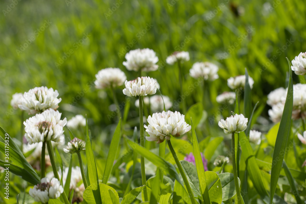 image of beautiful flowers in the summer garden