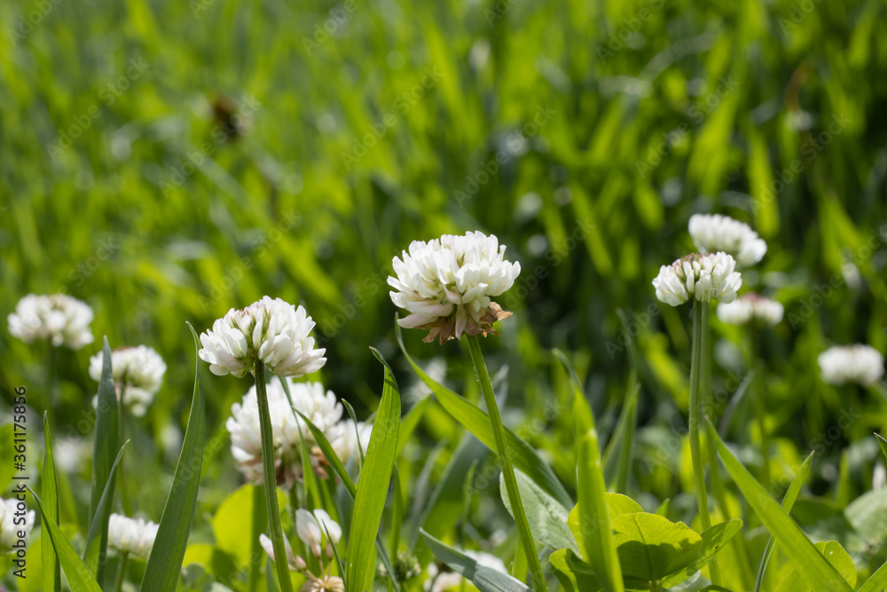 image of beautiful flowers in the summer garden image of beautiful flowers in the summer garden