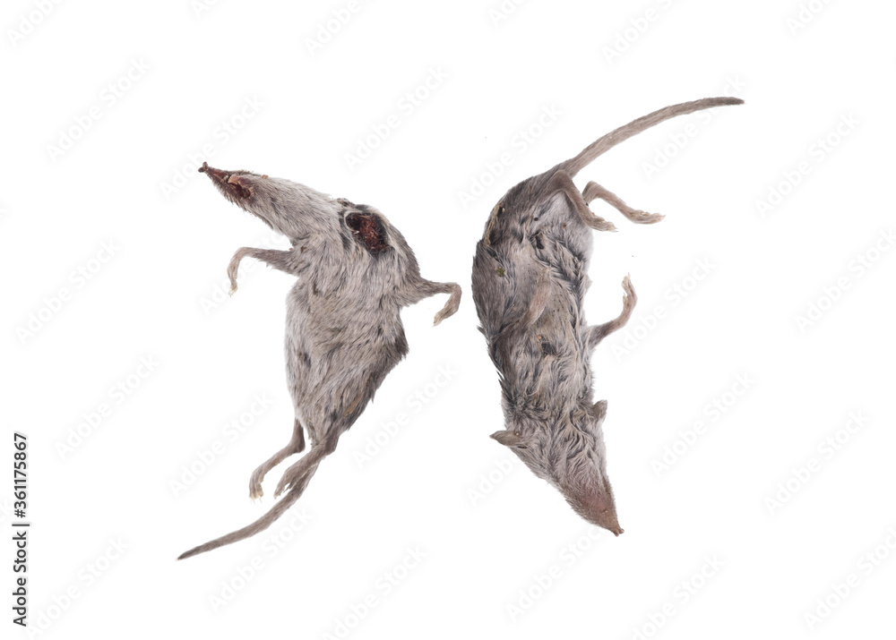dead mouse or dead rat isolated on white background dead mouse or dead rat isolated on white background