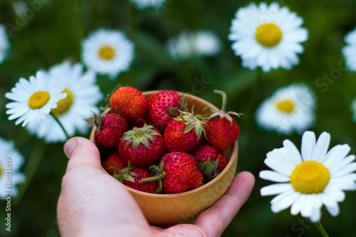 Fototapeta Naklejka Na Ścianę i Meble -  Female hands hold a red ripe strawberry in a wooden bowl on a summer background of daisies and greens. Fresh strawberries from the garden. Summer healthy eating concept.
Healthy organic sweet fruits.