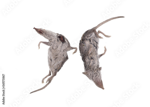 dead mouse or dead rat isolated on white background