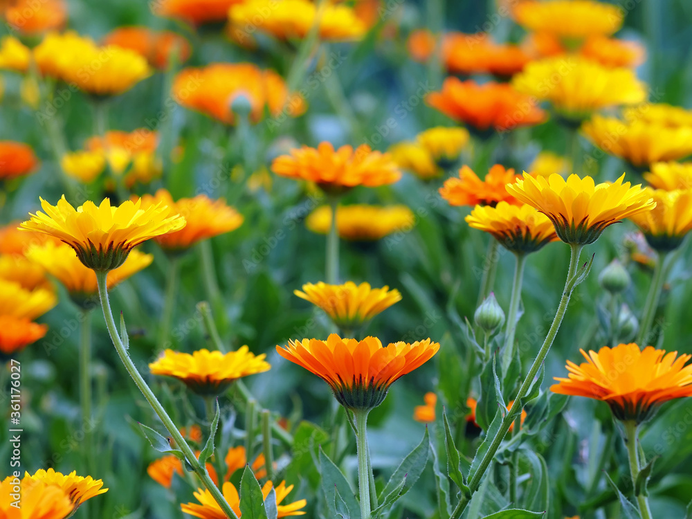 Viele schöne Ringelblumenblüten