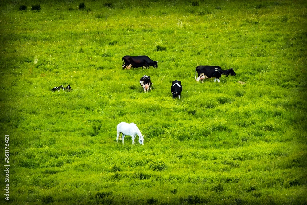 Beautiful landscape with a white horse and black cows in a field of green grass