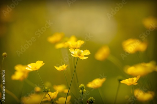 field of yellow flowers