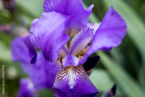 Close-up of a flower of bearded iris  Iris germanica  with rain drops on blurred green natural background. Blue iris flowers are growing