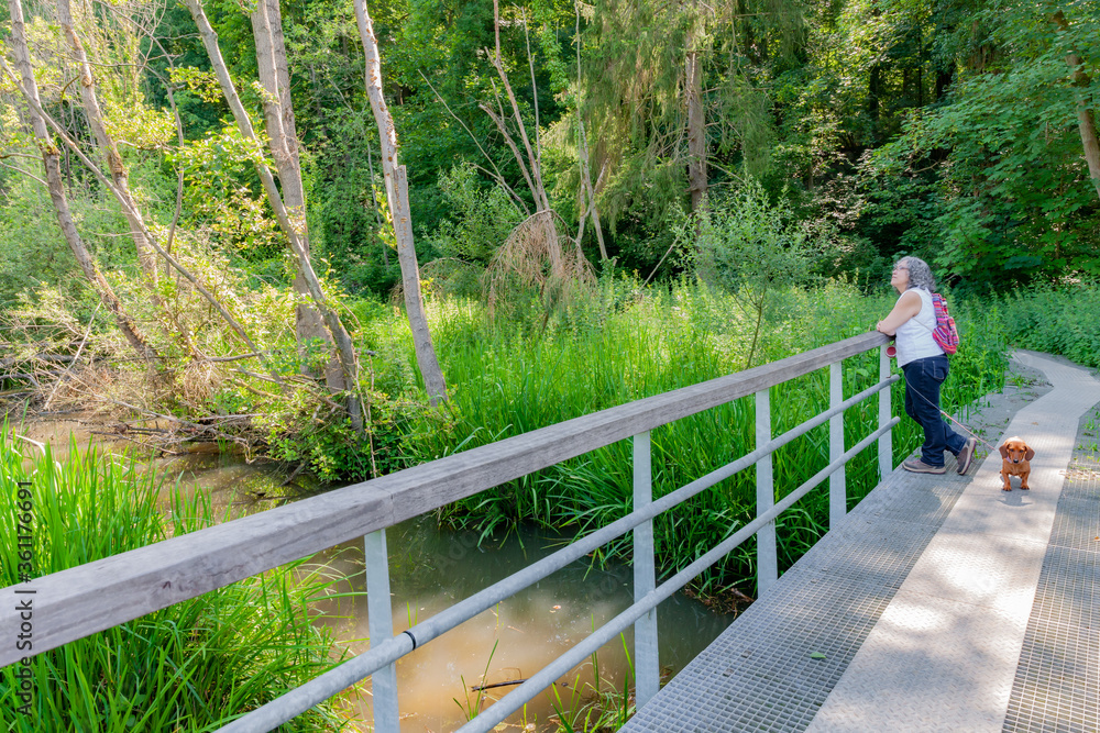 Metal bridge over a stream with a mature Mexican woman with her dog admiring the landscape in the middle of the forest with trees and greenery in the background, South Limburg, the Netherlands Metal bridge over a stream with a mature Mexican woman with her dog admiring the landscape in the middle of the forest with trees and greenery in the background, South Limburg, the Netherlands