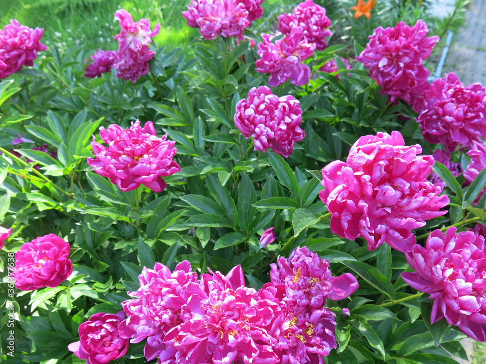 red lush peonies bloom in the garden in summer red lush peonies bloom in the garden in summer