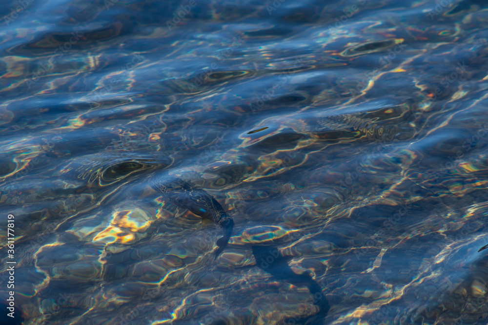 Fototapeta premium Mountain water trout swimming under the water, small waves