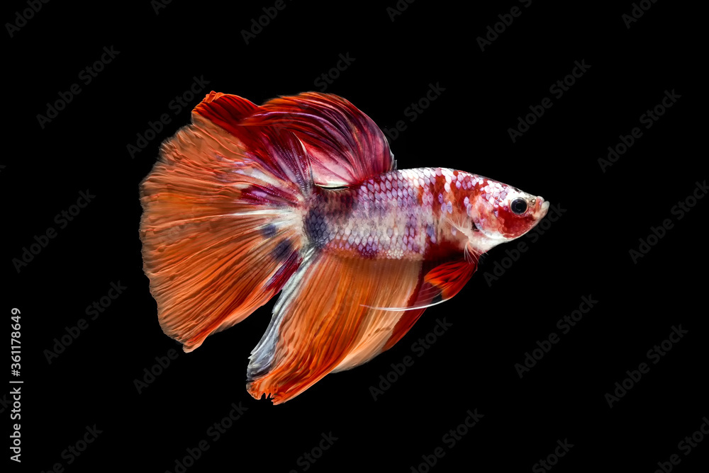 Siamesse fighting fish in black background Siamesse fighting fish in black background