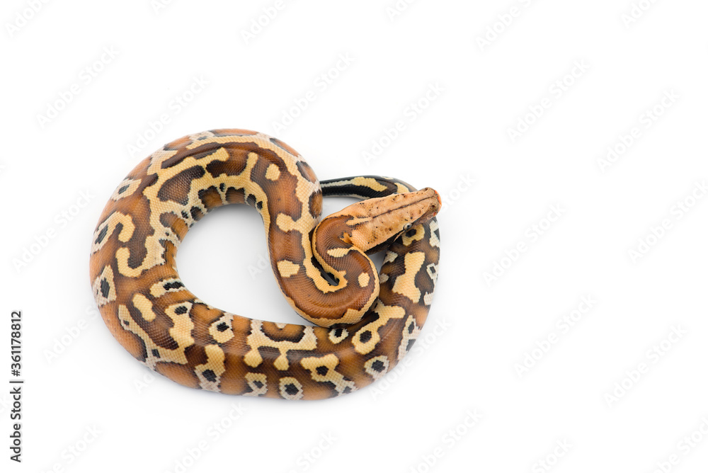 Obraz premium Sumatran Short Tail Python isolated on white background