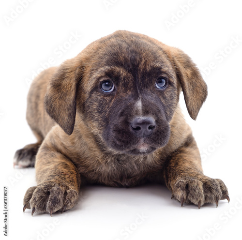 Brown beautiful puppy.