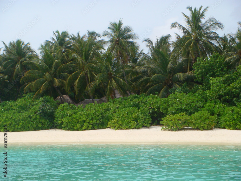 Obraz premium tropical beach with palm trees