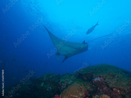 Oceanic manta ray swimming above coral bommie