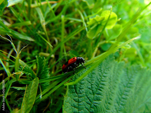 red beetle with black spots