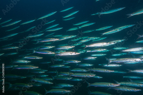 A school of Chevron barracuda photo