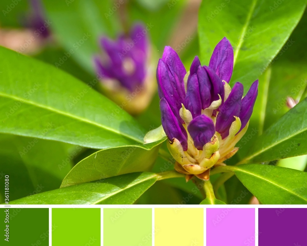 Rhododendron ponticum (pontic rhododendron, Strandzha zelenika) the violet blossom of the