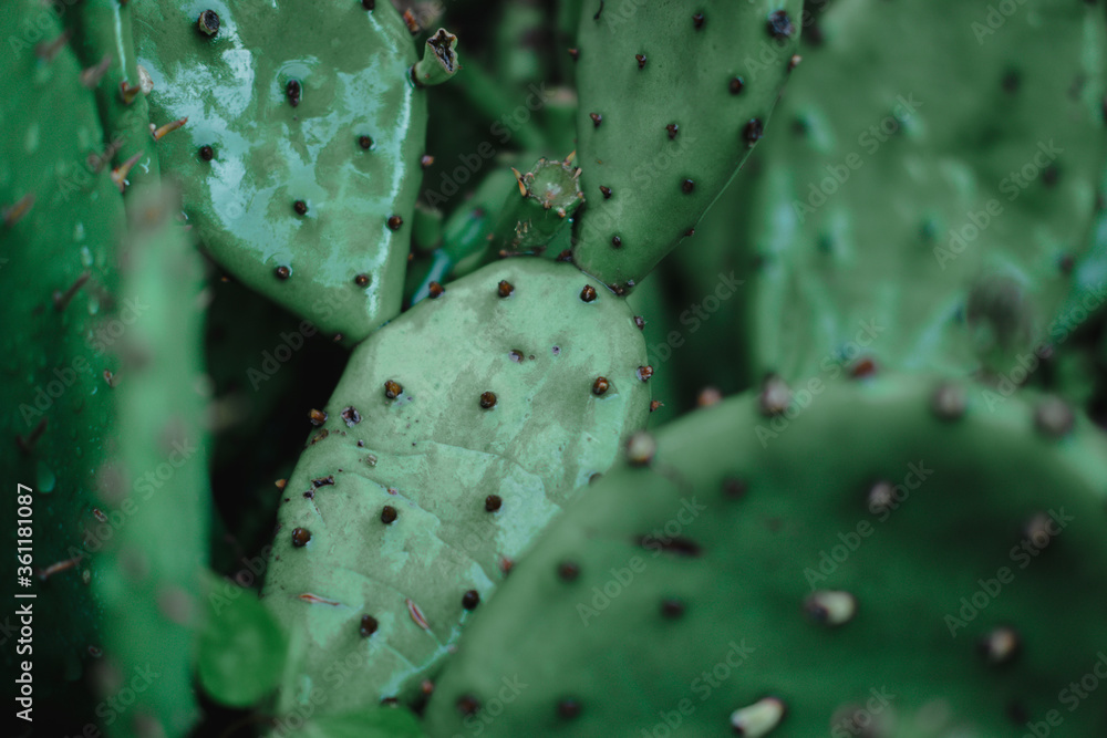 Decorative green house cacti. Street cacti with drops. Decorative green house cacti. Street cacti with drops.