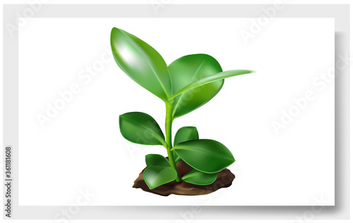 Vector plant. Flower with green leaves  with a stem that goes into the ground. Seedling.
