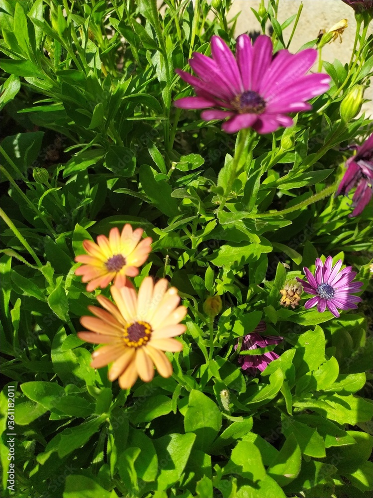 Pink lilac daisies in the garden Pink lilac daisies in the garden