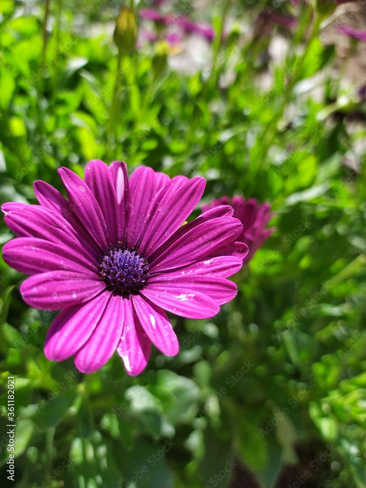 Pink lilac daisies in the garden Pink lilac daisies in the garden