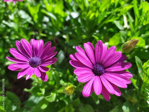 Pink lilac daisies in the garden © Zhanna