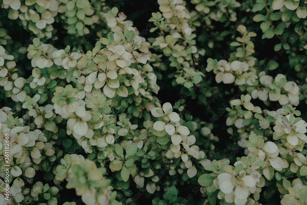 Green and white leaves with speckles. Leaves of an ornamental Bush with drops after rain. Green and white leaves with speckles. Leaves of an ornamental Bush with drops after rain.