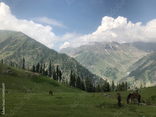 mountain landscape with horses.