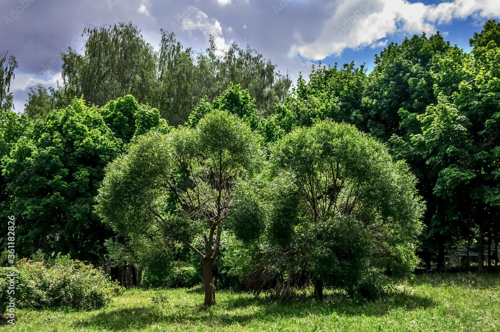 Fototapeta premium Beautiful landscape with green trees and clouds in the sky