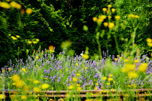 View to lush lavender  Lavandula angustifolia  between yellow blurred wildflowers. The focus is on the middle image plane.