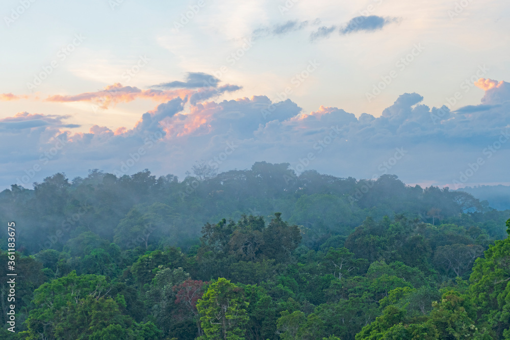 Morning Mist Rising Out of the Rainforest