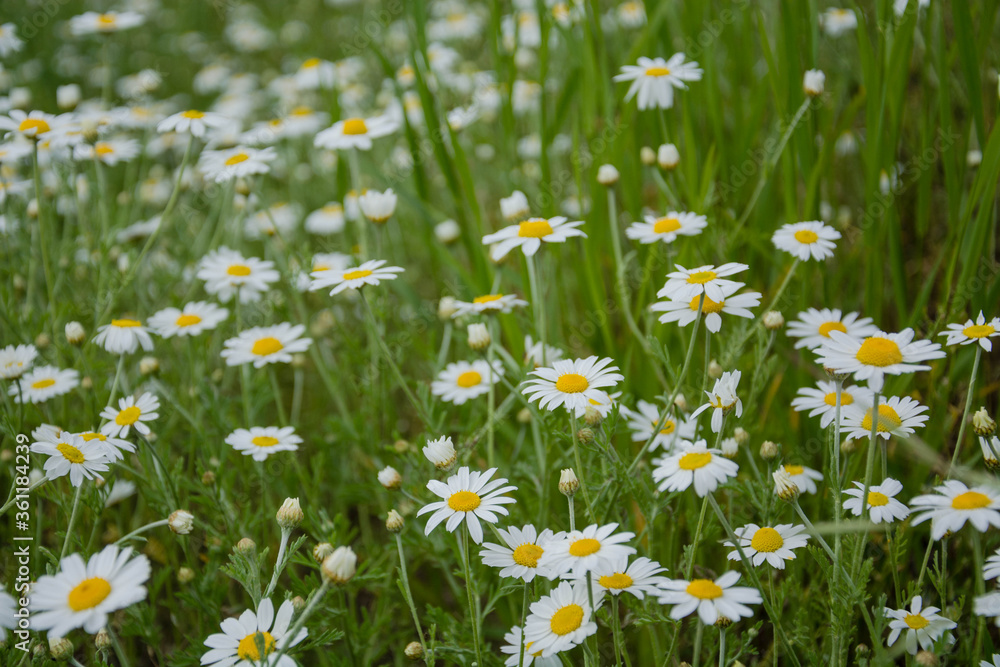 Fototapeta premium field of daisies