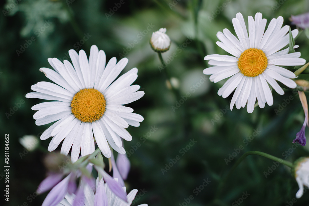 Obraz premium Flowers of decorative chamomile. A flowerbed with beautiful yellow and white flowers.