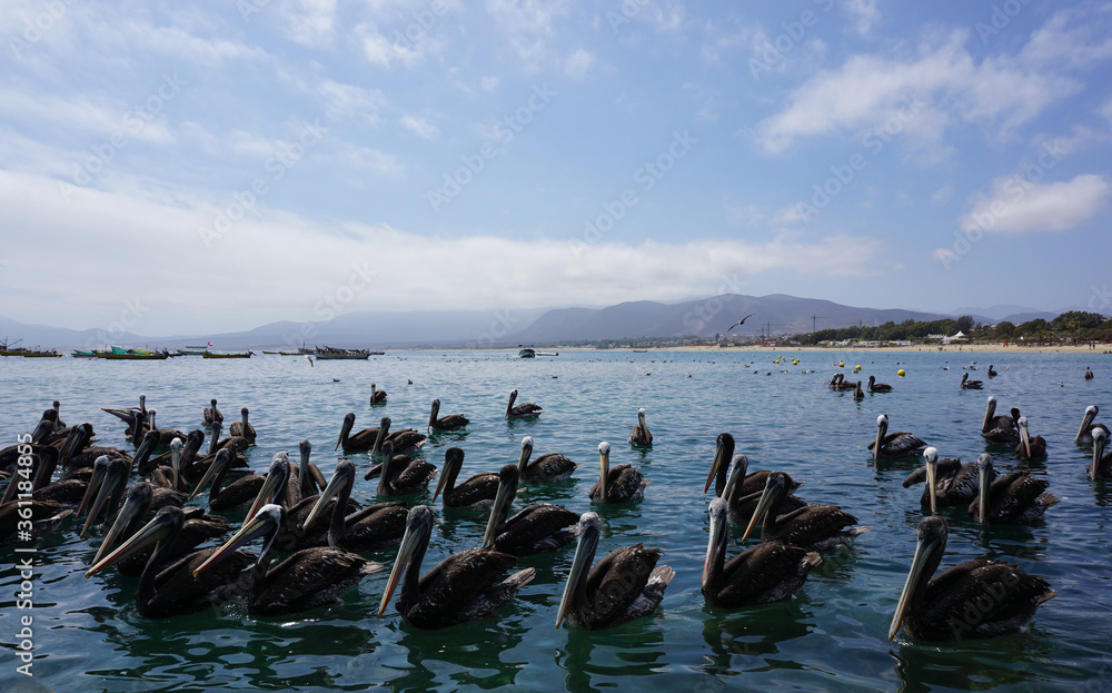 Grupo de pelícanos en la playa en guanaqueros, Chile