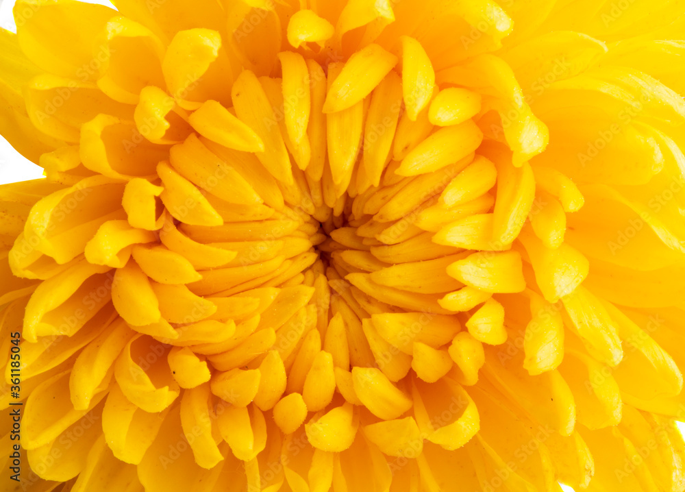 yellow chrysanthemum isolated yellow chrysanthemum isolated