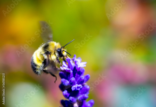 yellow bumble bee hover over purple lavender in the garden