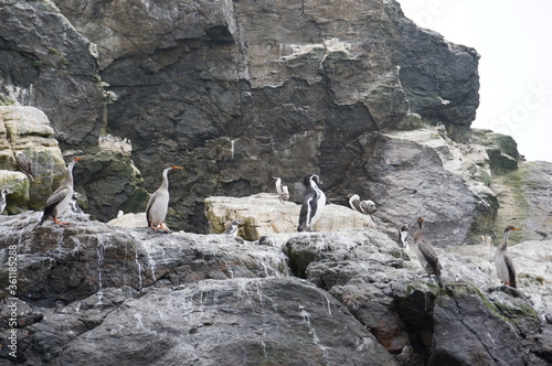 Reserva natural en punta de choros en Chile pinguinos  photo