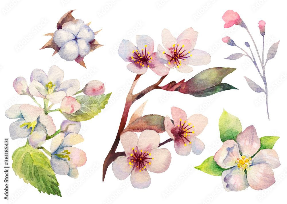 Watercolor set of blooming spring flowers. Cherry, apple, cotton. Isolate.
