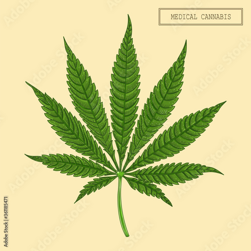 Medical cannabis marijuana nine-pointed leaf, hand drawn illustration in a retro style