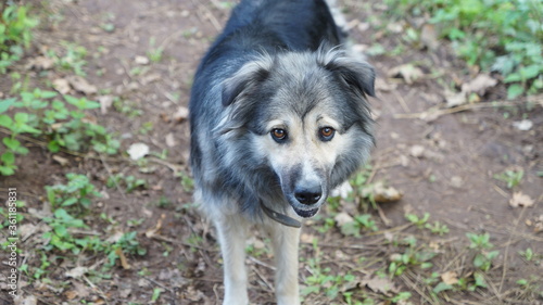 gray wolf canis lupus