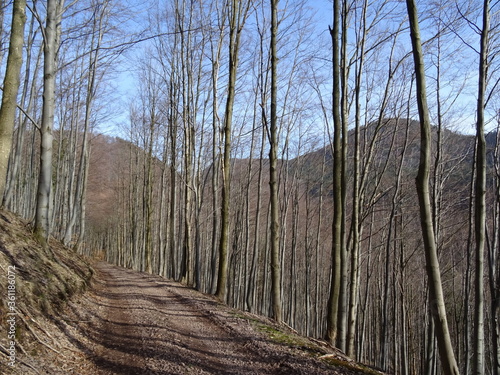 Fototapeta Naklejka Na Ścianę i Meble -  forest trees