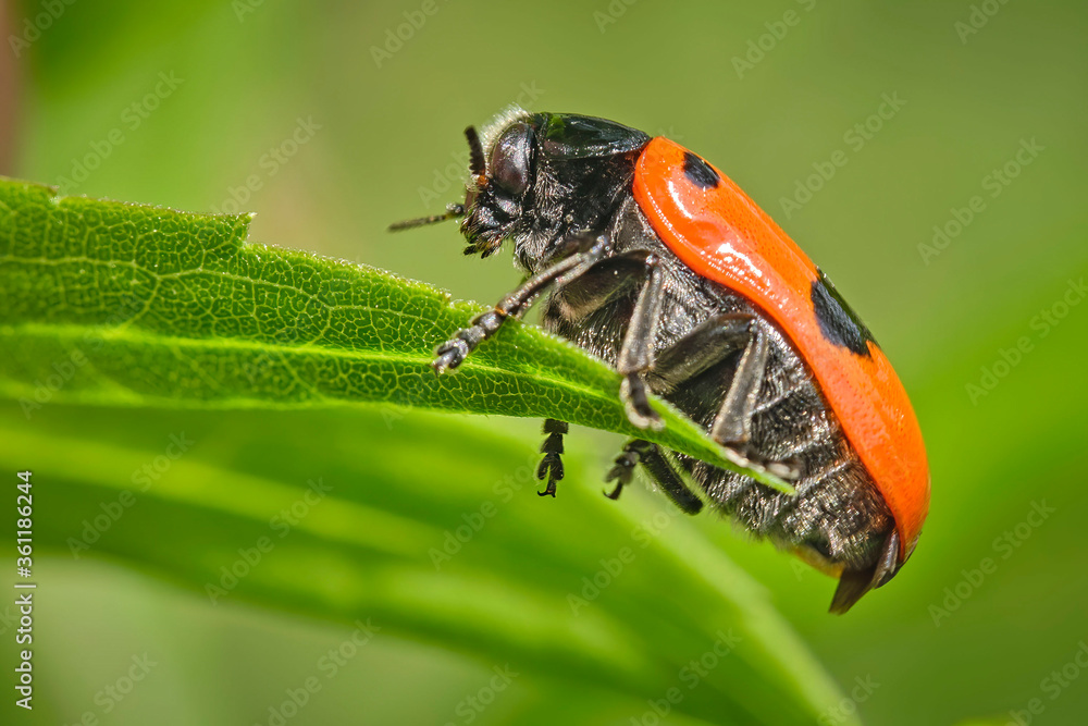 Fototapeta premium Ameisensackkäfer oder Ameisen-Blattkäfer ( Clytra laeviuscula ).