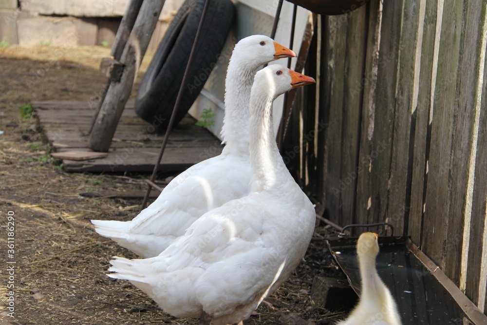 Obraz premium Two large young white geese and one small goose stand at the fence on the village farm