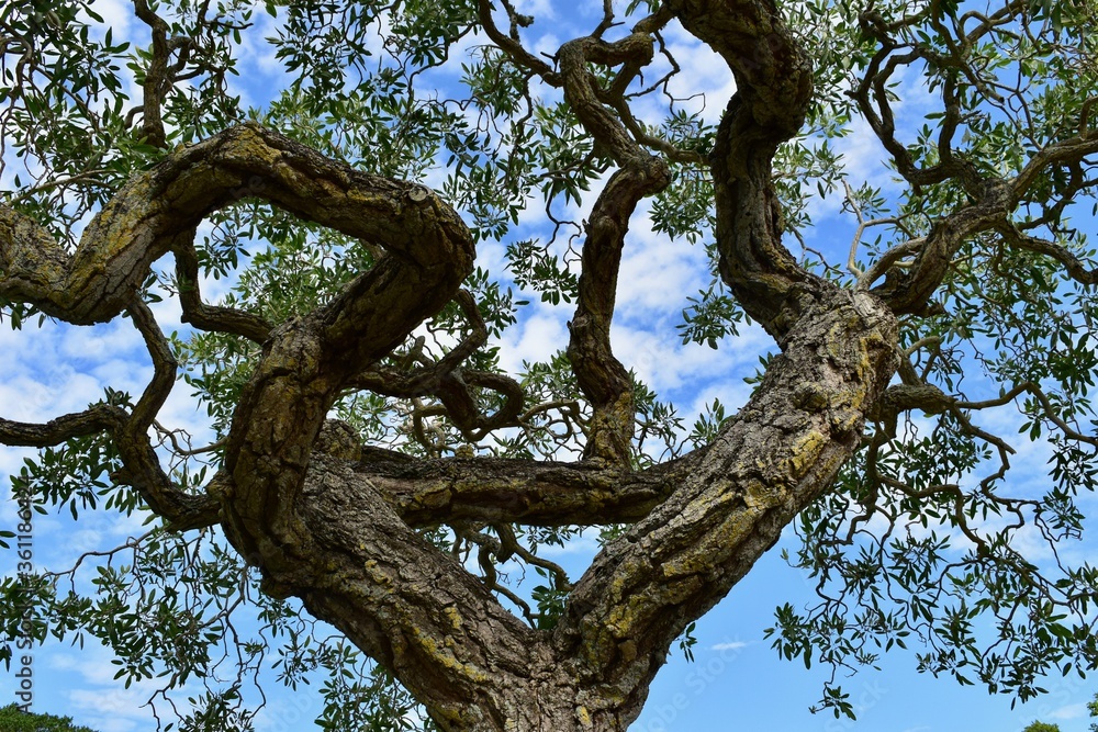 Looking Up at Winding Tree Branches Among the Clouds