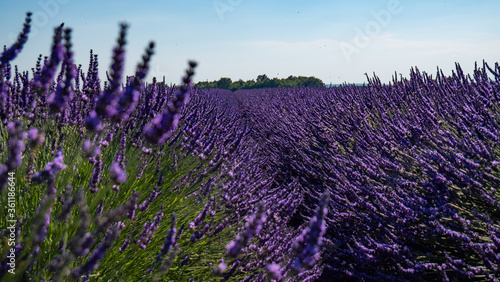 champ de fleur